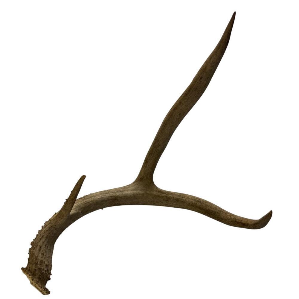 Real Deer Horn - Unique Home Decor Piece